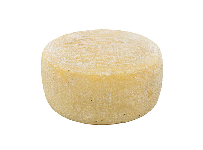 Pecorino Maremmano - immagine 2